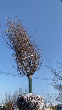 18公分日本晚樱