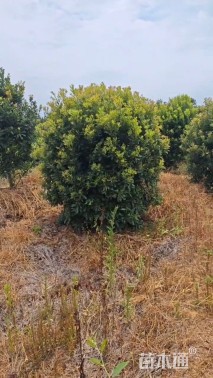 冠幅200厘米杨梅球