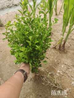 高度40厘米瓜子黄杨