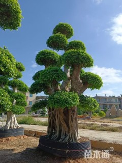 80公分造型小叶榕