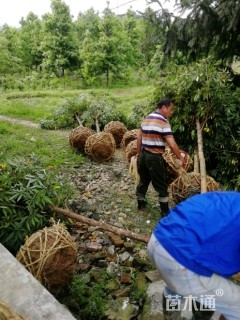 10公分金丝楠木