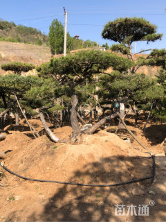 15公分造型油松