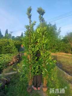 高度180厘米青珊瑚