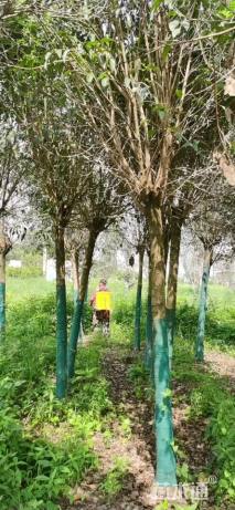 15公分大叶女贞