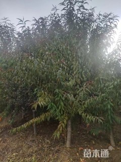 8公分红叶碧桃