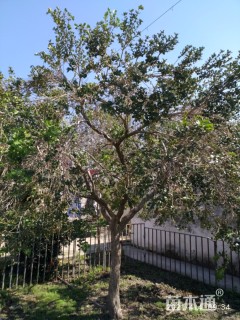 高度300厘米小叶黄杨