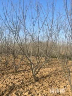 高度400厘米板栗