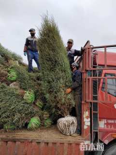 高度300厘米祁连圆柏