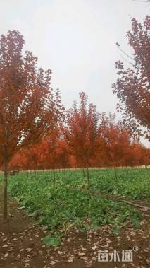 10公分美国红枫