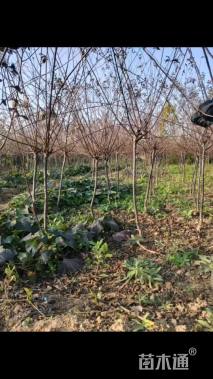 高度175厘米红叶榆叶梅