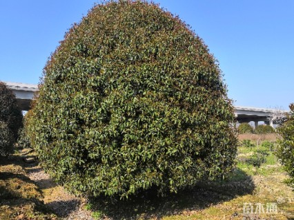 高度600厘米丛生桂花