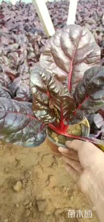 高度20厘米红叶甜菜