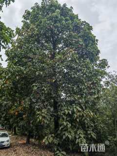 30公分澳洲火焰木