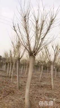 15公分白花紫荆