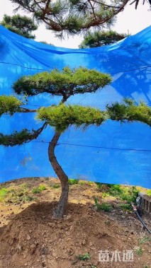 18公分造型黑松