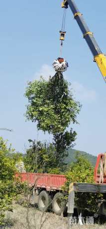 21公分丛生香橼