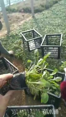 高度20厘米松果菊