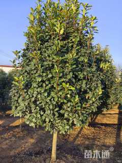 高度4500厘米中华石楠