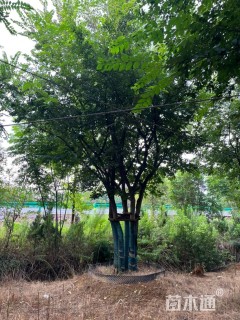 50公分丛生朴树