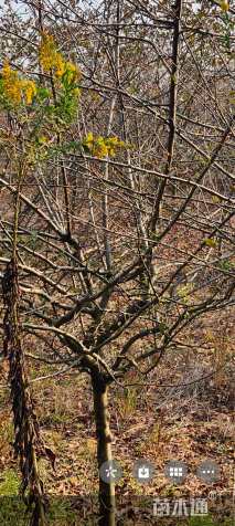 12公分垂丝海棠