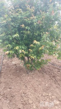 高度250厘米丛生鸡爪槭