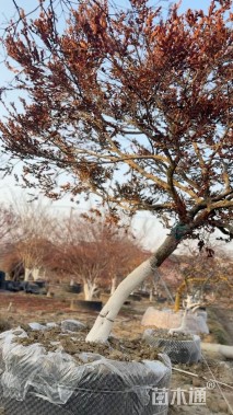 18公分造型黄杨