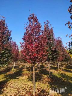 18公分彩叶豆梨