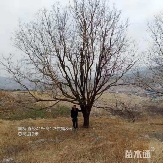 40公分国槐