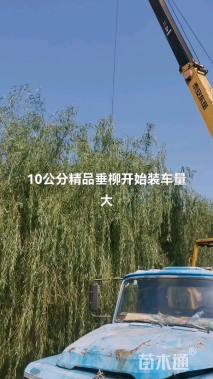 12公分青皮垂柳