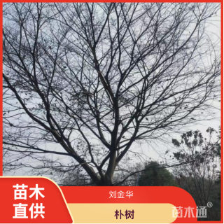 30公分朴树