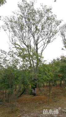 60公分朴树