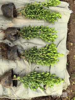 高度40厘米瓜子黄杨