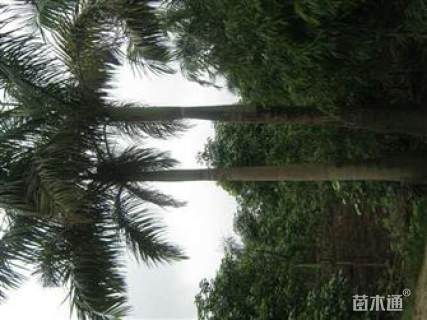 裸干高600厘米大王椰子