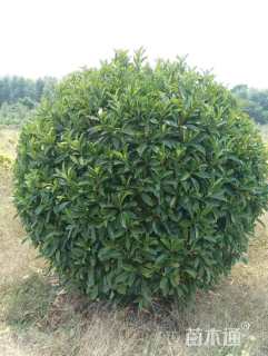 高度150厘米非洲茉莉