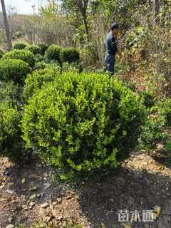 冠幅130厘米小叶黄杨球