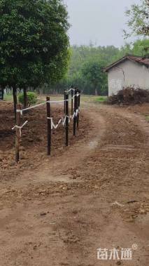 20公分高杆桂花