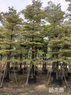 10公分锦叶榄仁