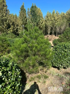 高度800厘米雪松