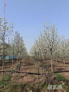 14公分彩叶豆梨