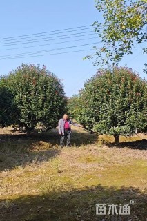 20公分红叶石楠