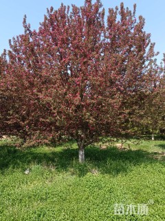 14公分绚丽海棠