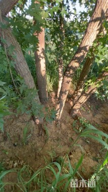 高度700厘米丛生五角枫