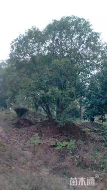 高度800厘米丛生桂花