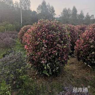 高度80厘米彩叶扶桑球