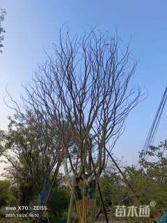 60公分丛生朴树