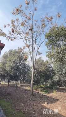 20公分黄山栾树