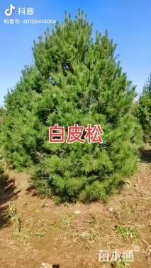 高度300厘米白皮松