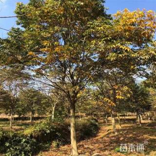 15公分无患子10-12-15-18-20公分