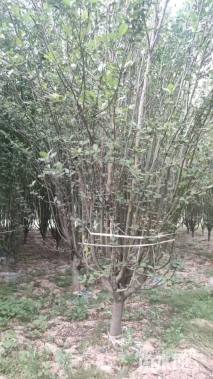 14公分西府海棠