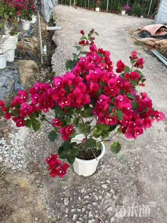高度50厘米杜鹃